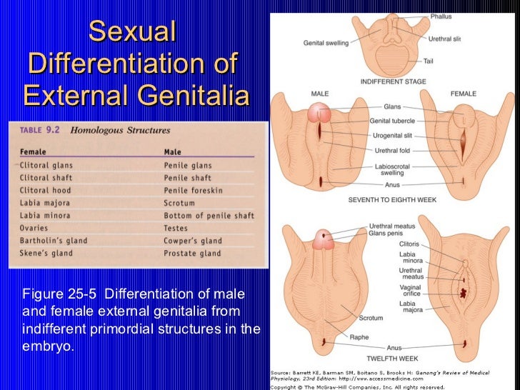 What does intersex mean Nude Photos 35 What does intersex mean Nude Photos 16